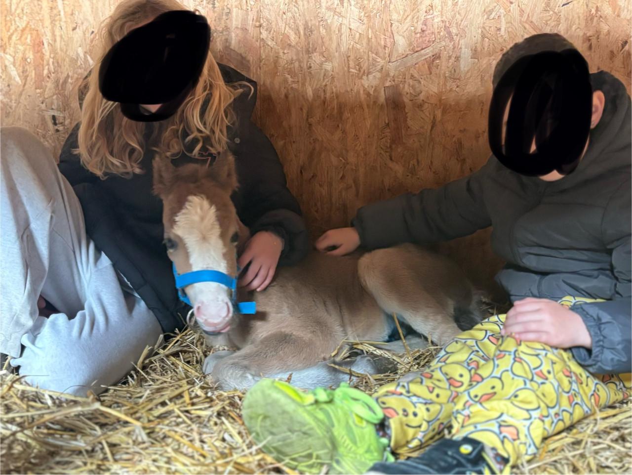 Welsh pony met veulen