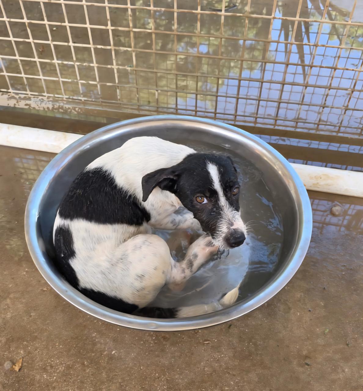Gastgezinnen voor honden vanuit Bonaire