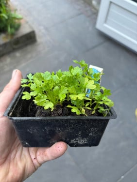 Knolselderij planten