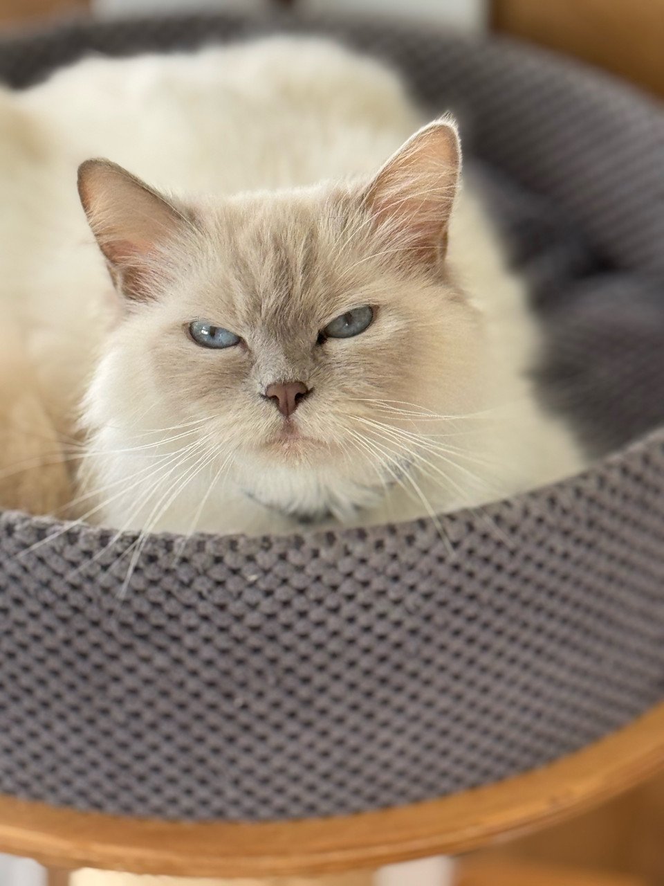 Ragdoll x Nebelung poesjes en katertjes kittens