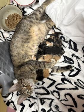 Kittens