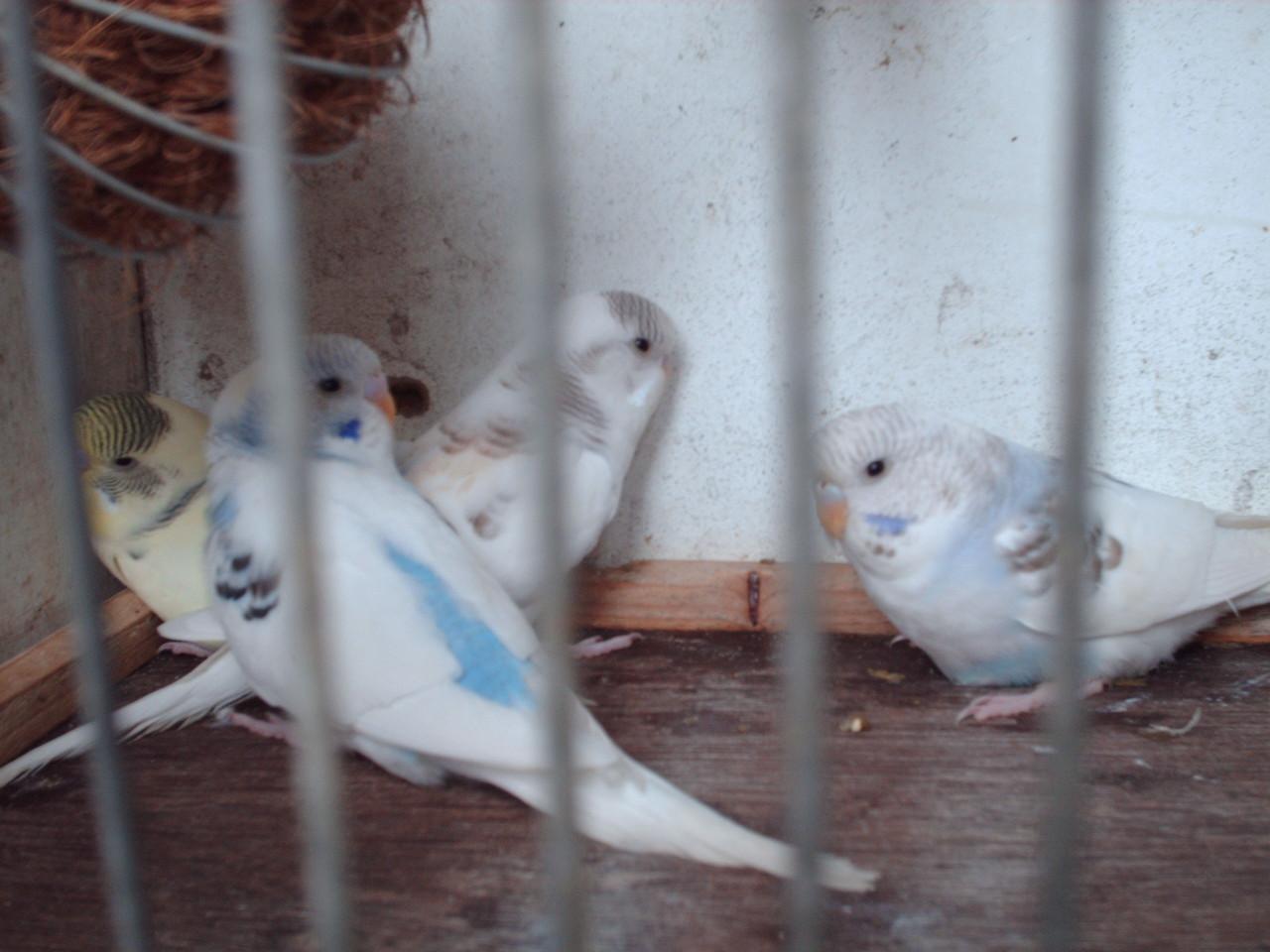 Te Koop    : 4 Jonge grasparkieten,