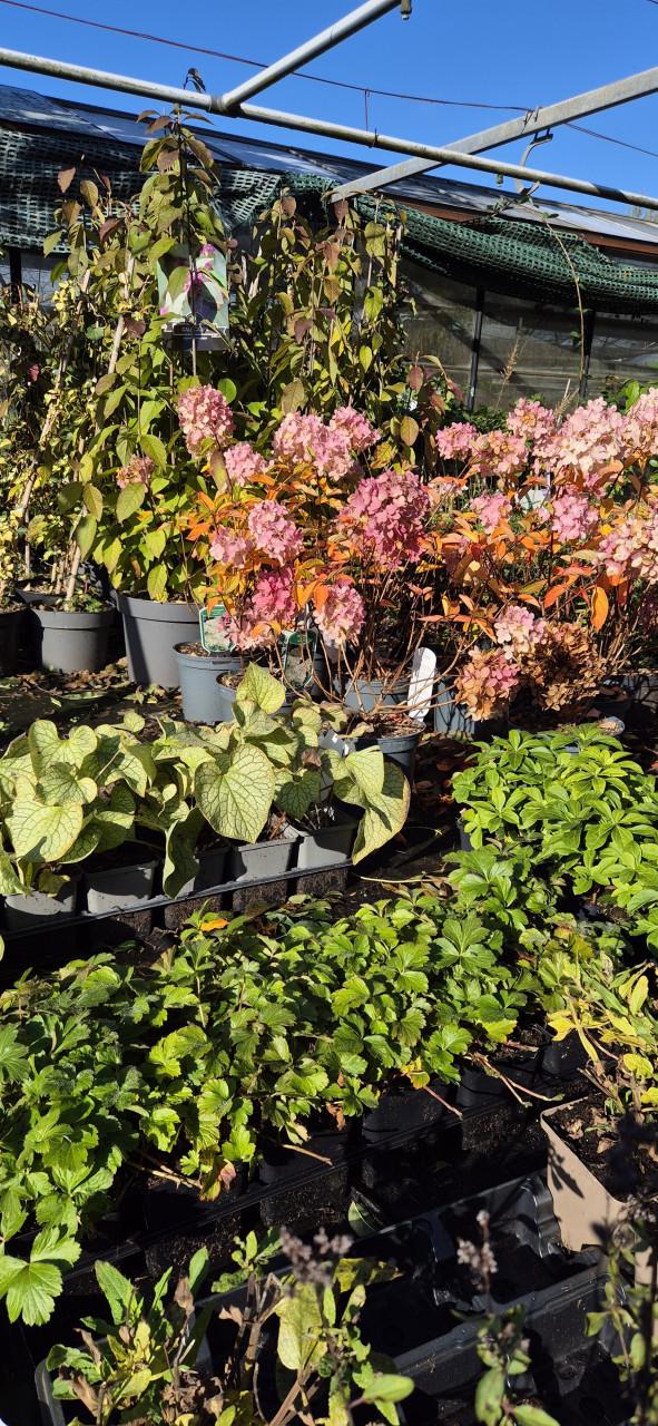 Tuinplanten verantwoord gekweekt