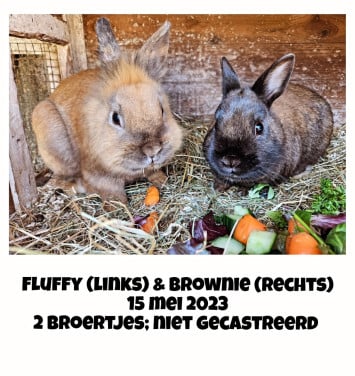 Konijn
