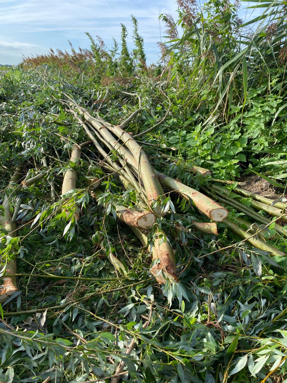 Wilgentakken van geknotte bomen (waaronder takken van 4 m voor aanplant)