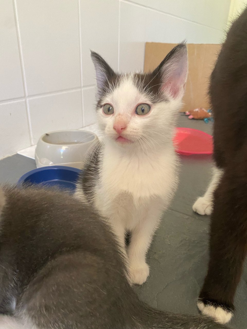Kittens