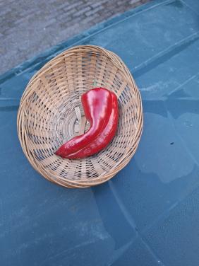 Moestuin zaden