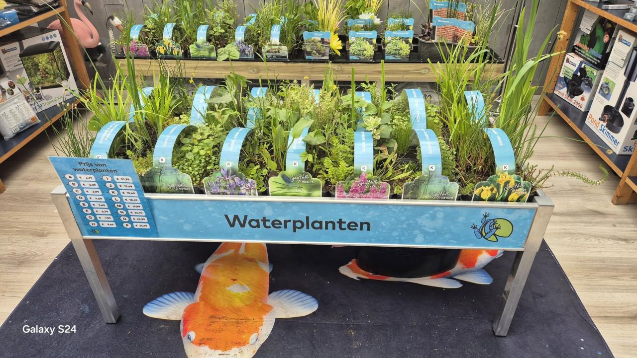 Vijver waterplanten