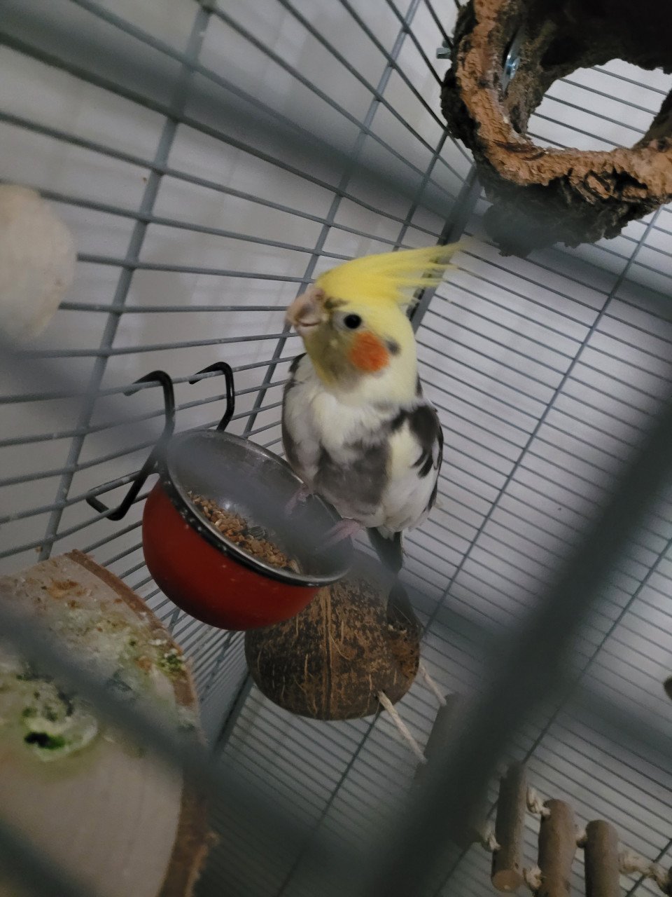 2 Valkparkieten met kooi