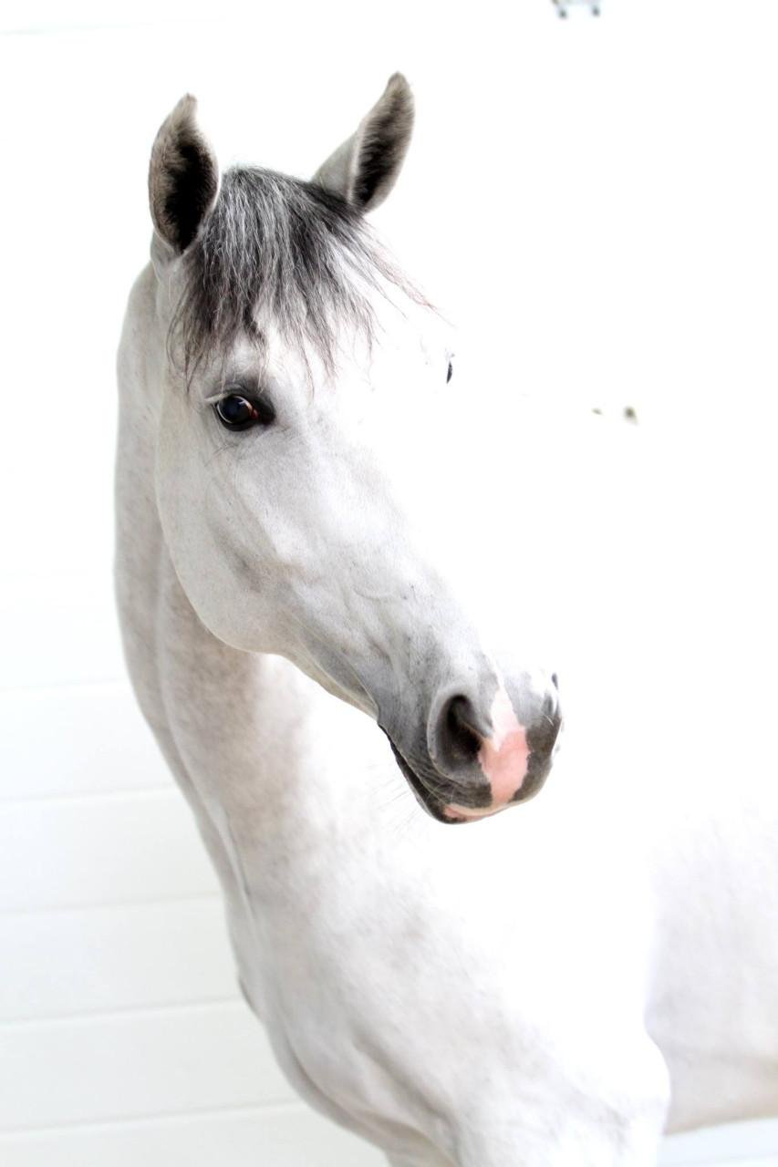 Aanbieding februari - schilderij van je paard of pony vanaf € 50,00