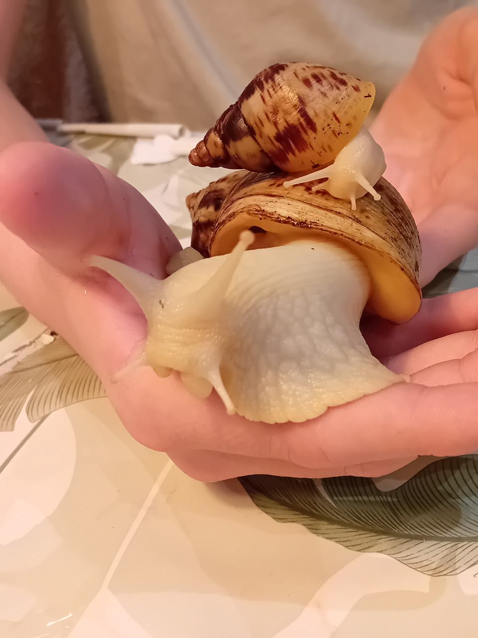 Afrikaanse reuzenslakken (Achatina Reticulata)