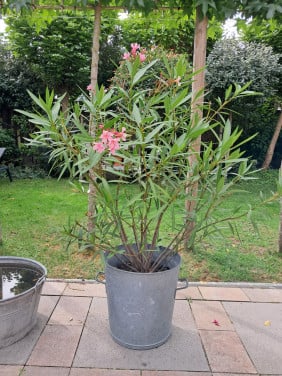 Oleander in Franse zinken pot