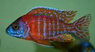 Diverse Malawi cichliden, erg mooi!
