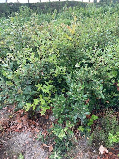 Steeneik voor een haag (quercus ilex)