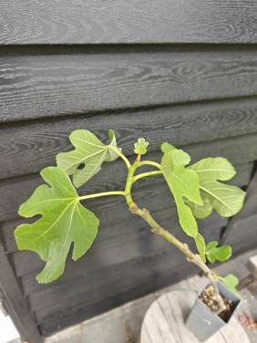 Vijgenboom vijgenplant