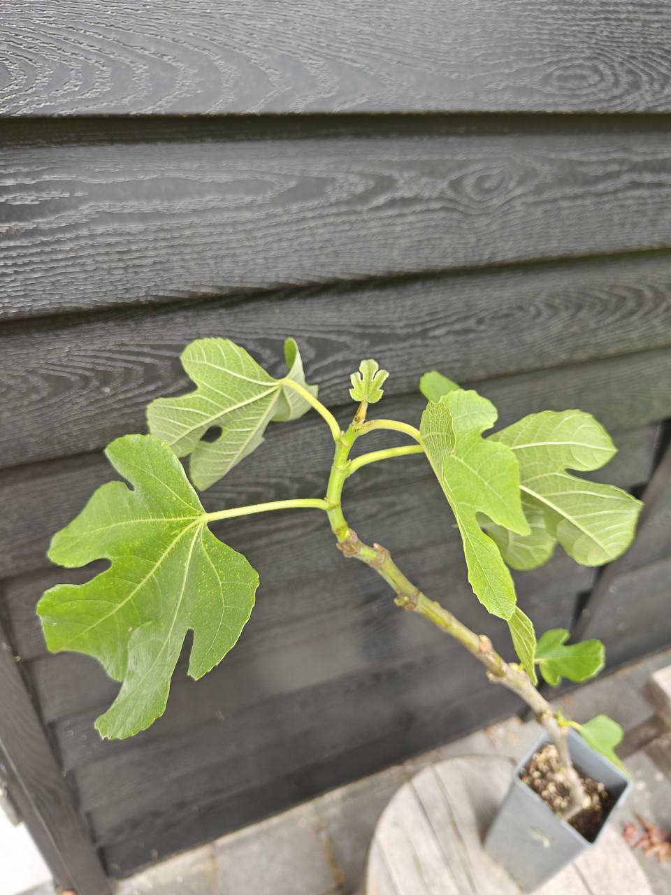 Vijgenboom vijgenplant