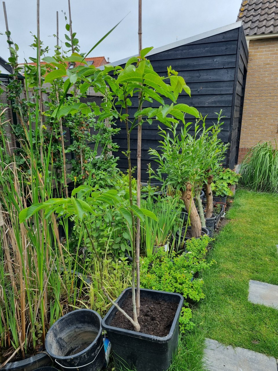 Walnootboom