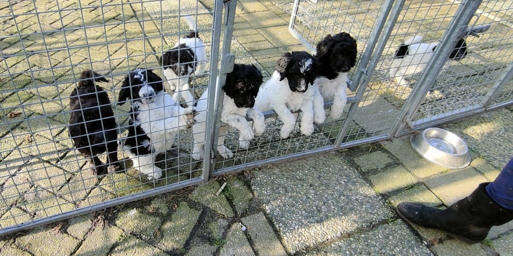 Doodle pups beschikbaar kleine medium en standaard pups