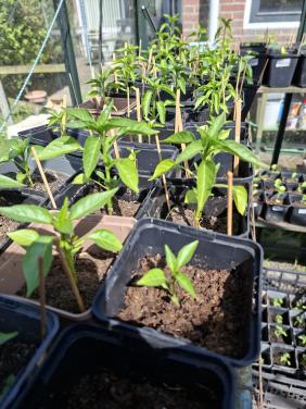 Moestuin Plantjes