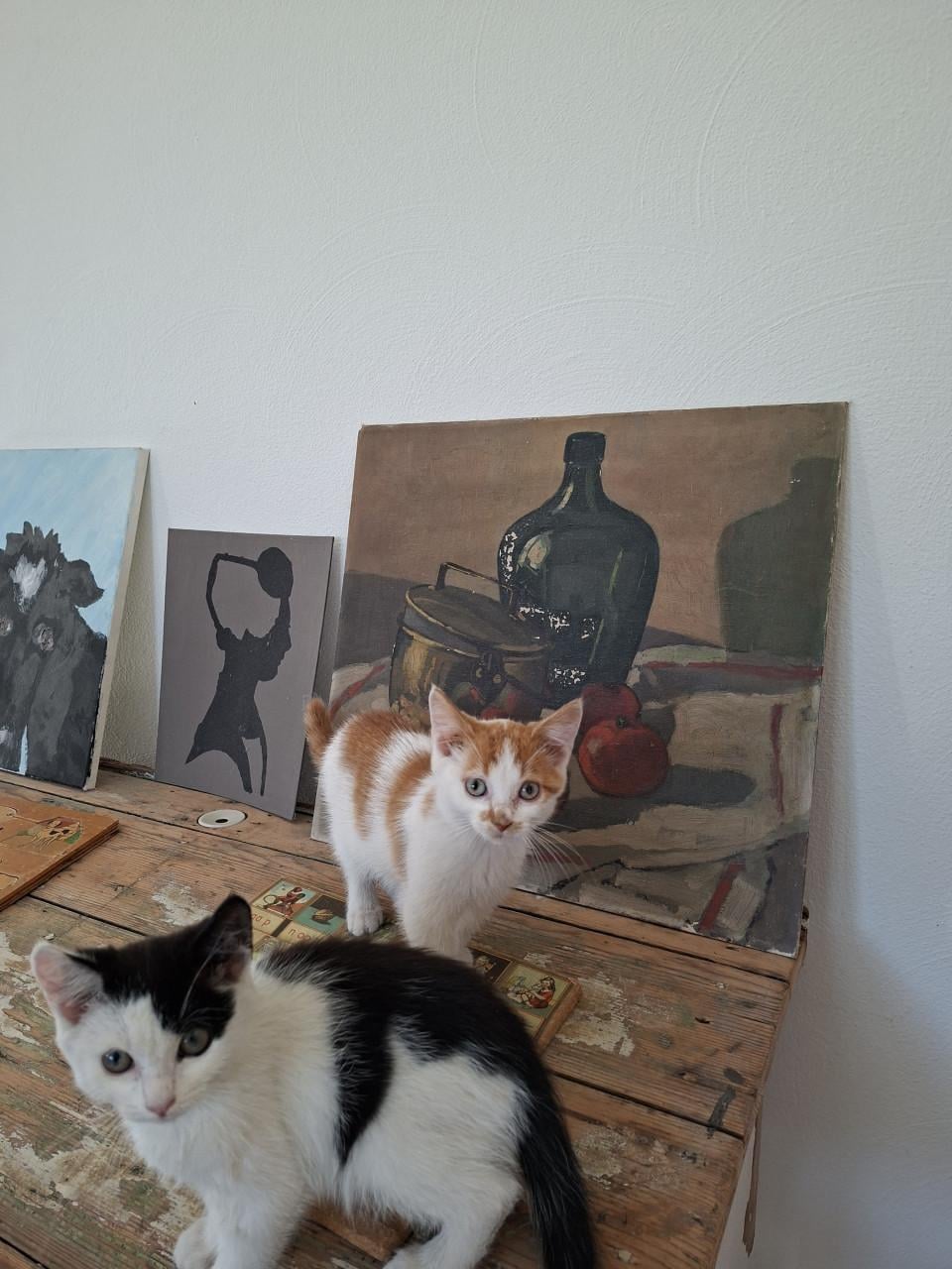 2 katertjes 3 maanden oud ontwormt