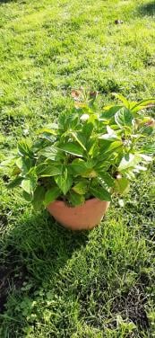 Te Koop: Hortensia