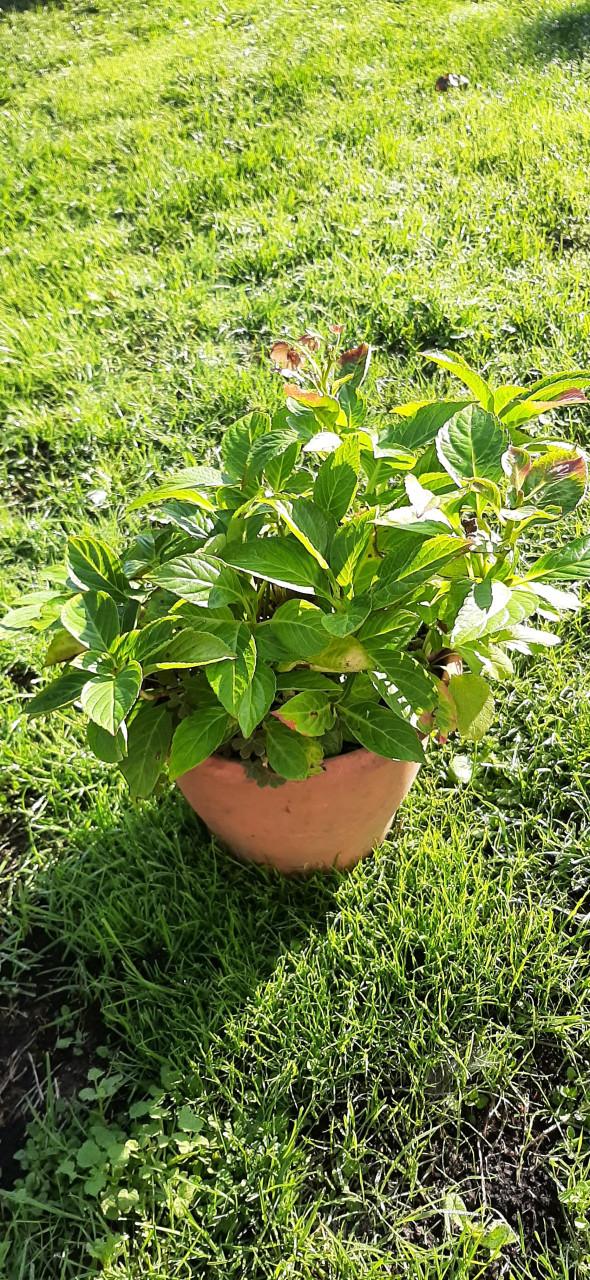 Te Koop: Hortensia