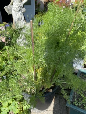 Grote venkel plant