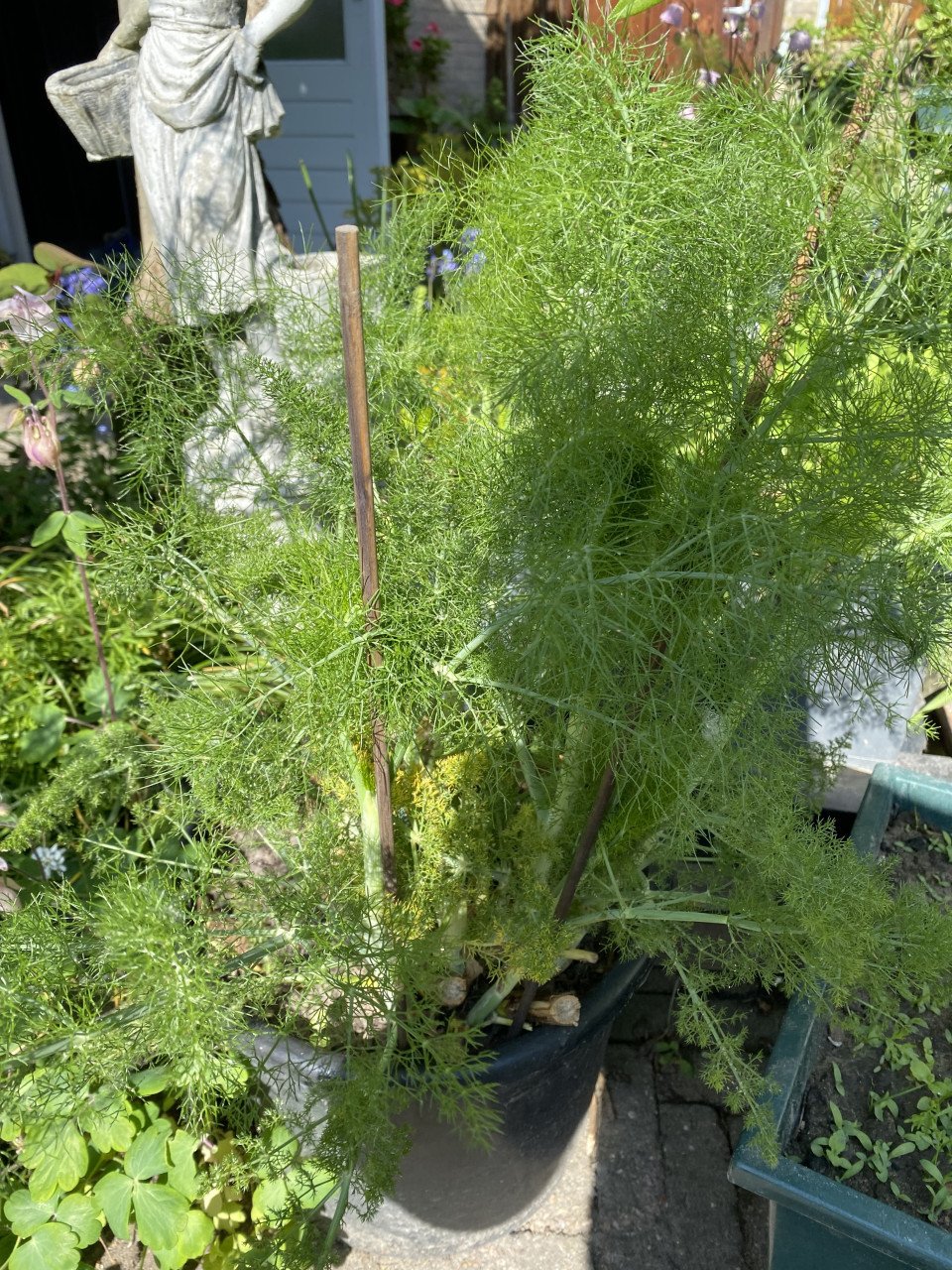 Grote venkel plant