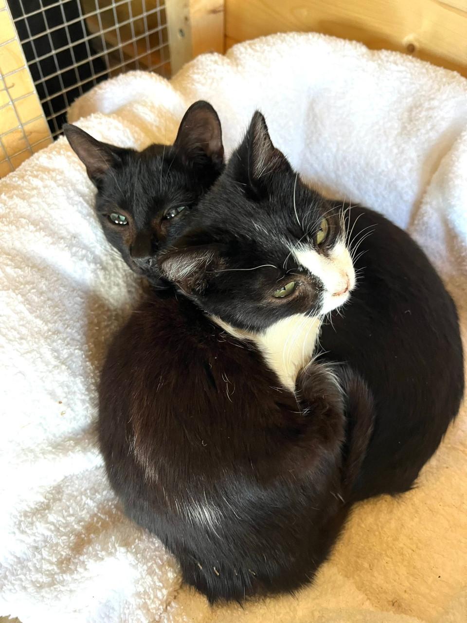 Deze 2 lieve kittens zoeken samen een warm en liefdevol thuis!