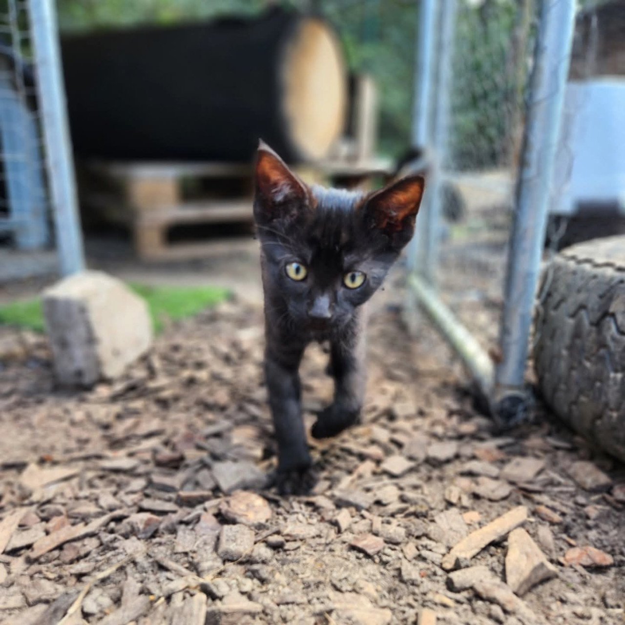 Kortharige kittens (jongens) zwart (x brits korthaar)