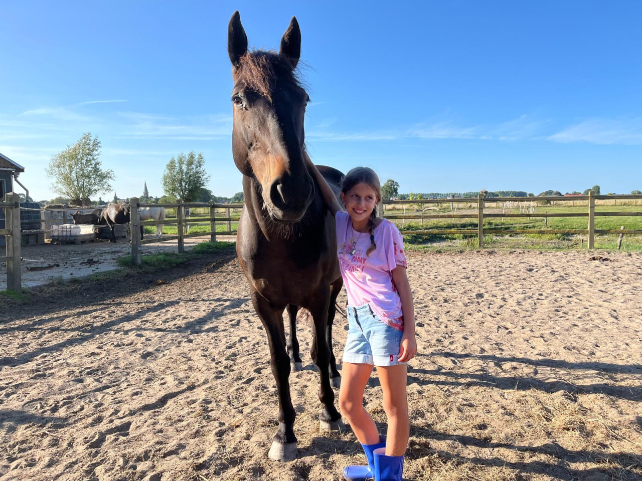 Irish Sport Horse te koop