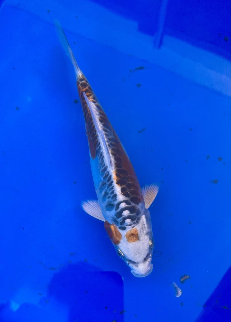 18 stuks Japanse Tosai 15-18cm.