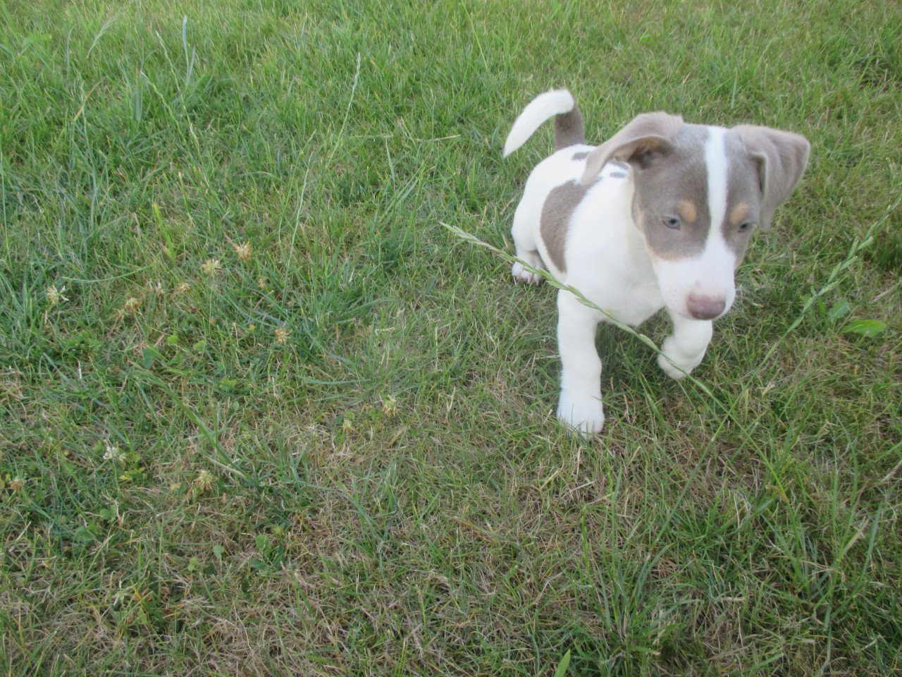 Mooie jack russell pups