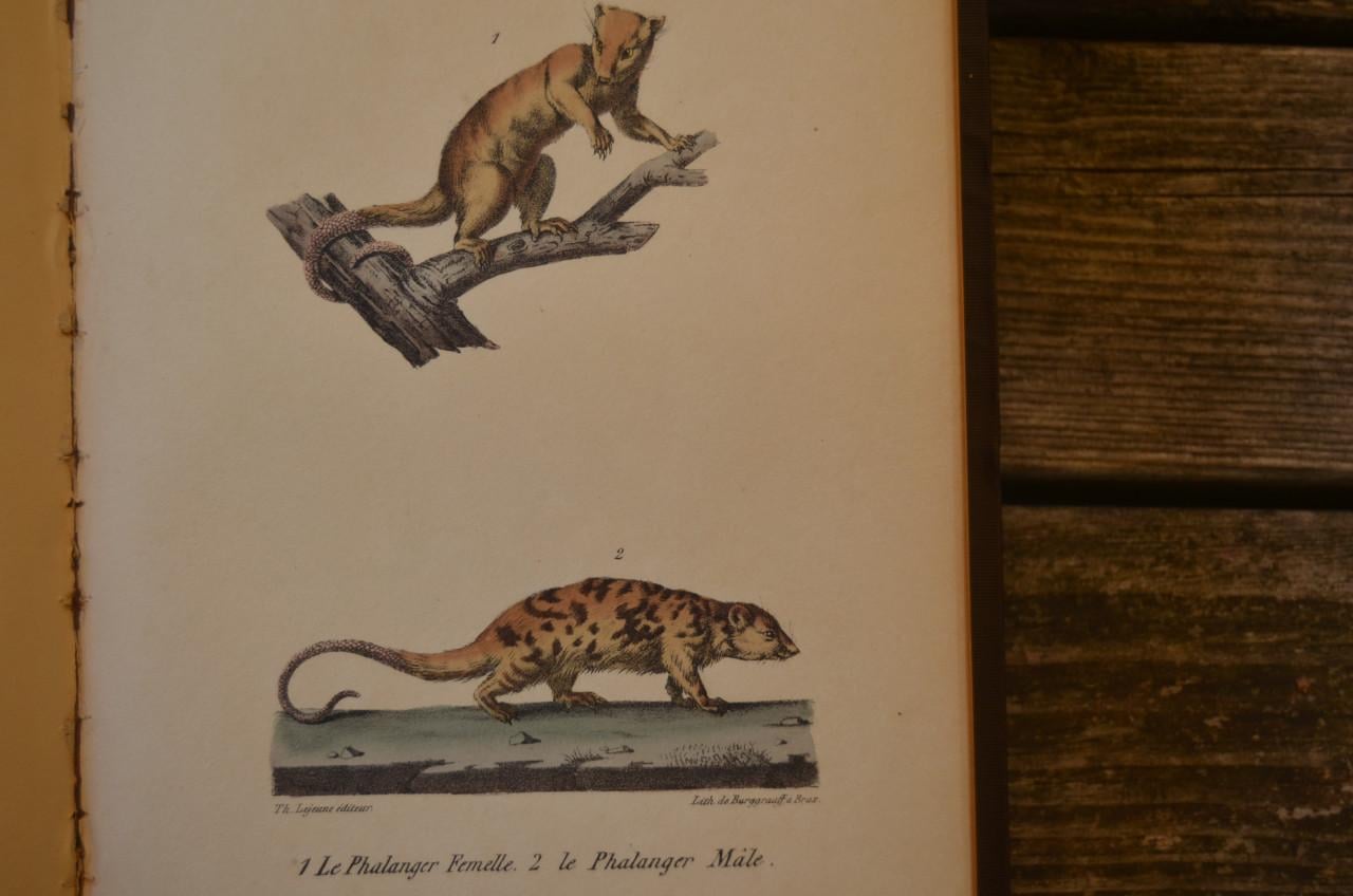 Oeuvres complet de Buffon 1833 fraai!!