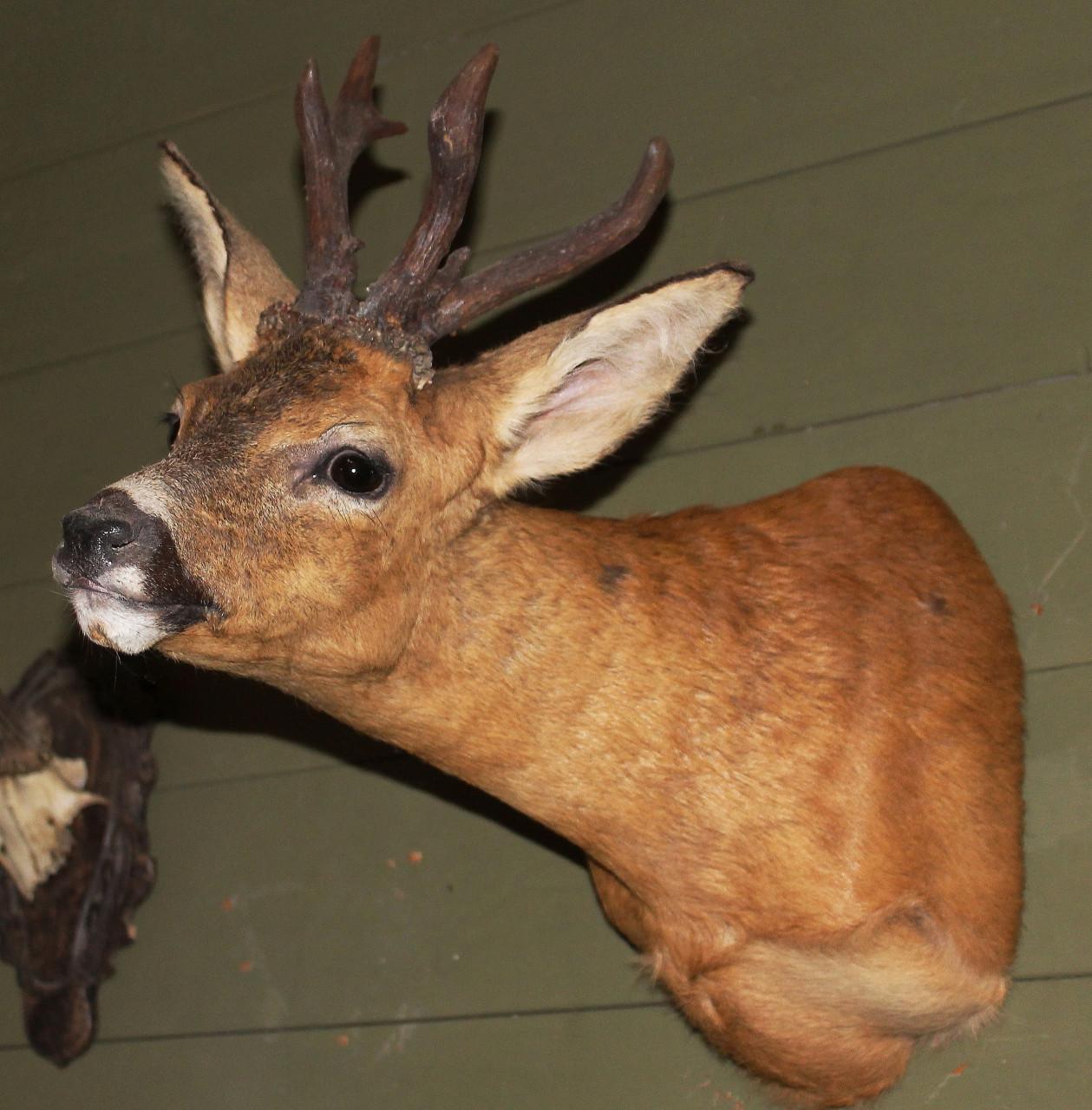 De nieuwsgierige ree