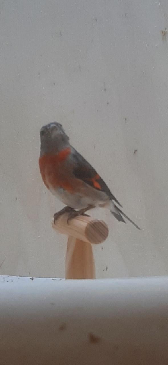 Kapoetsensijs poppen