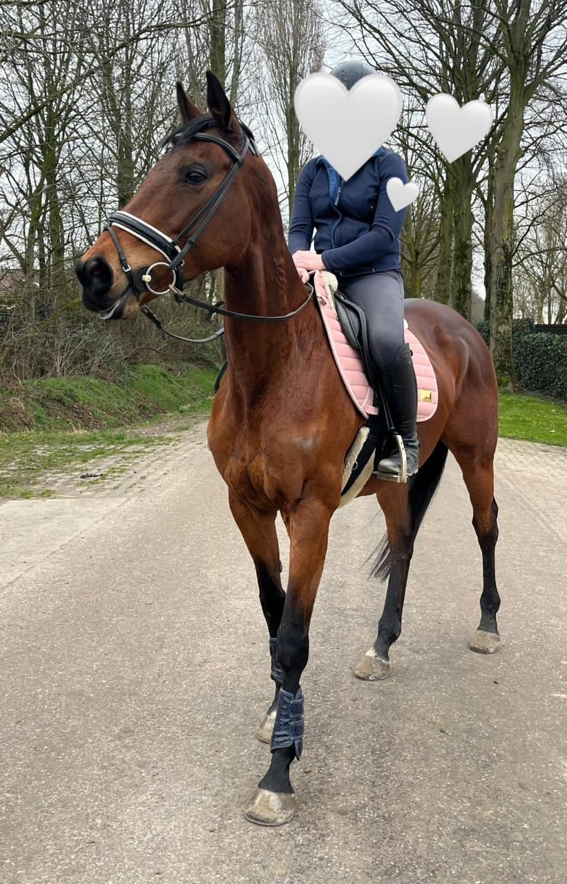 Brave en lieve merrie