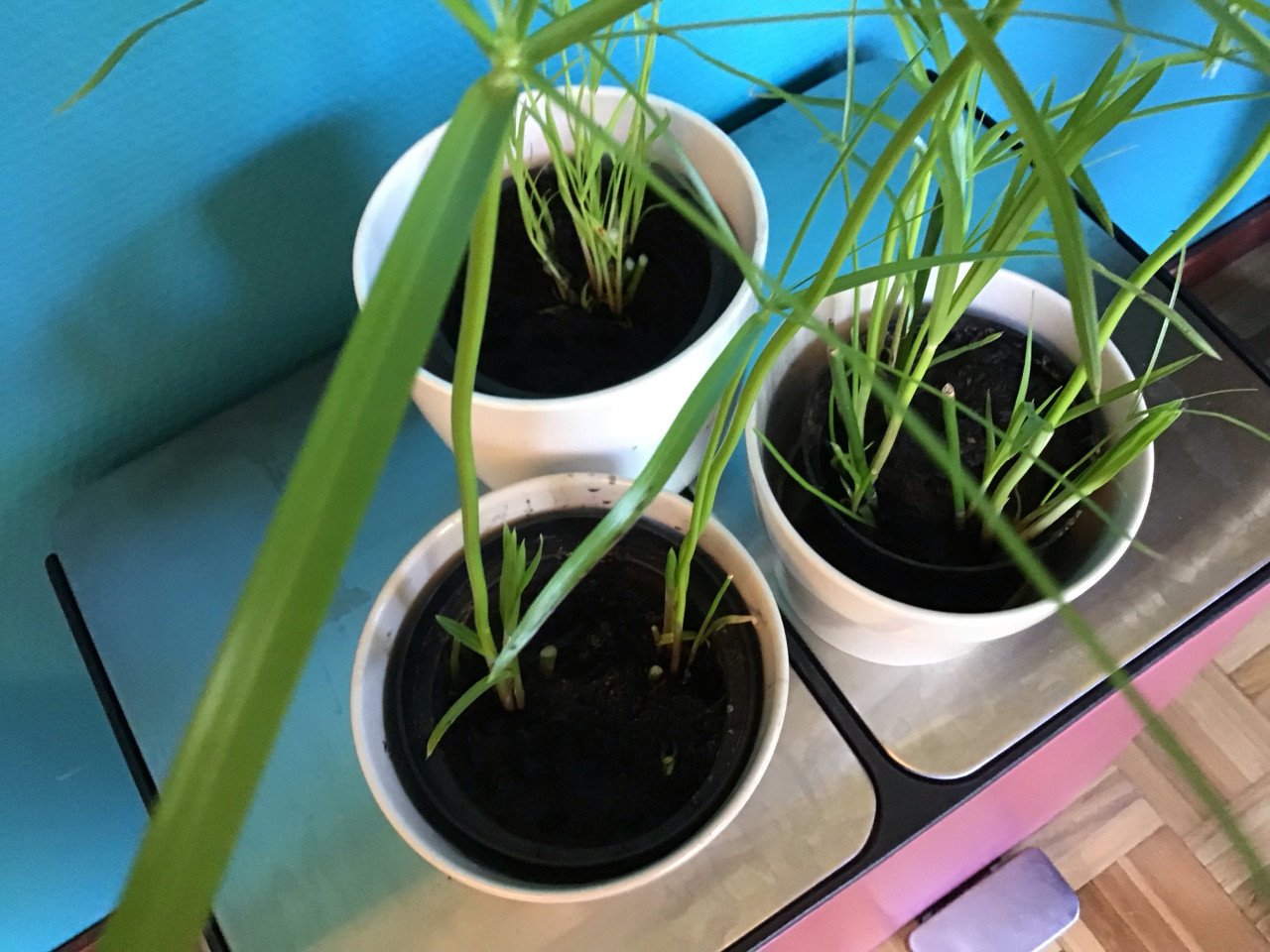 Parapluplanten