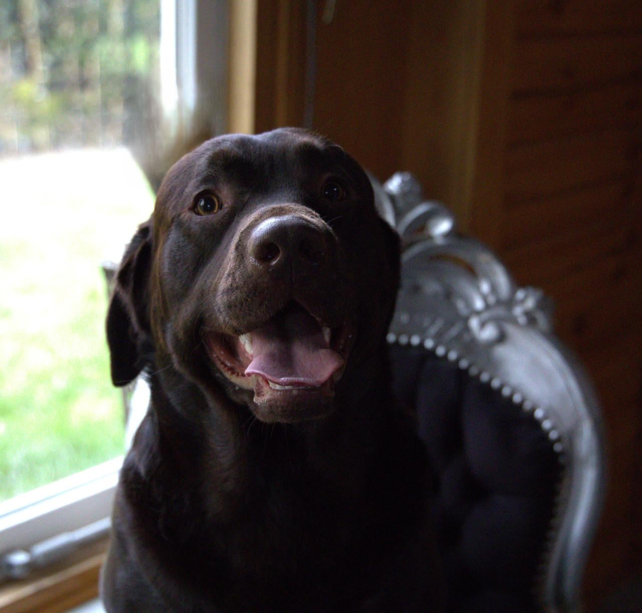 Chocolade Bruine Labrador Pups