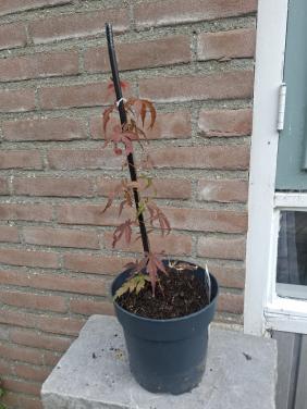Japanse Esdoorn