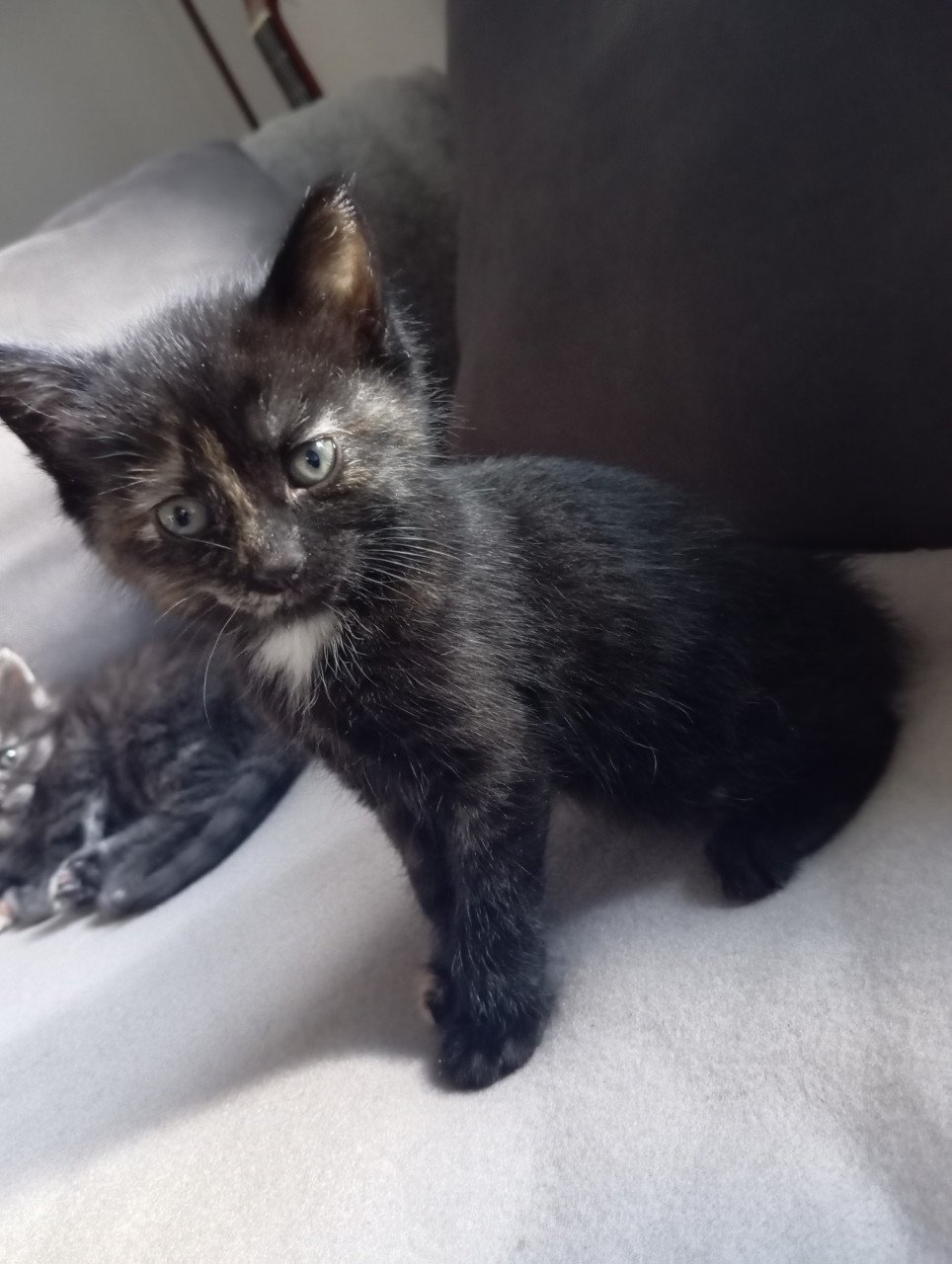 Kittens