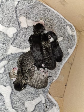 Gratis af te halen kittens