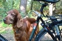 Walky Dog Plus Hondenfietslijn, afstandhouder van roestvrij staal