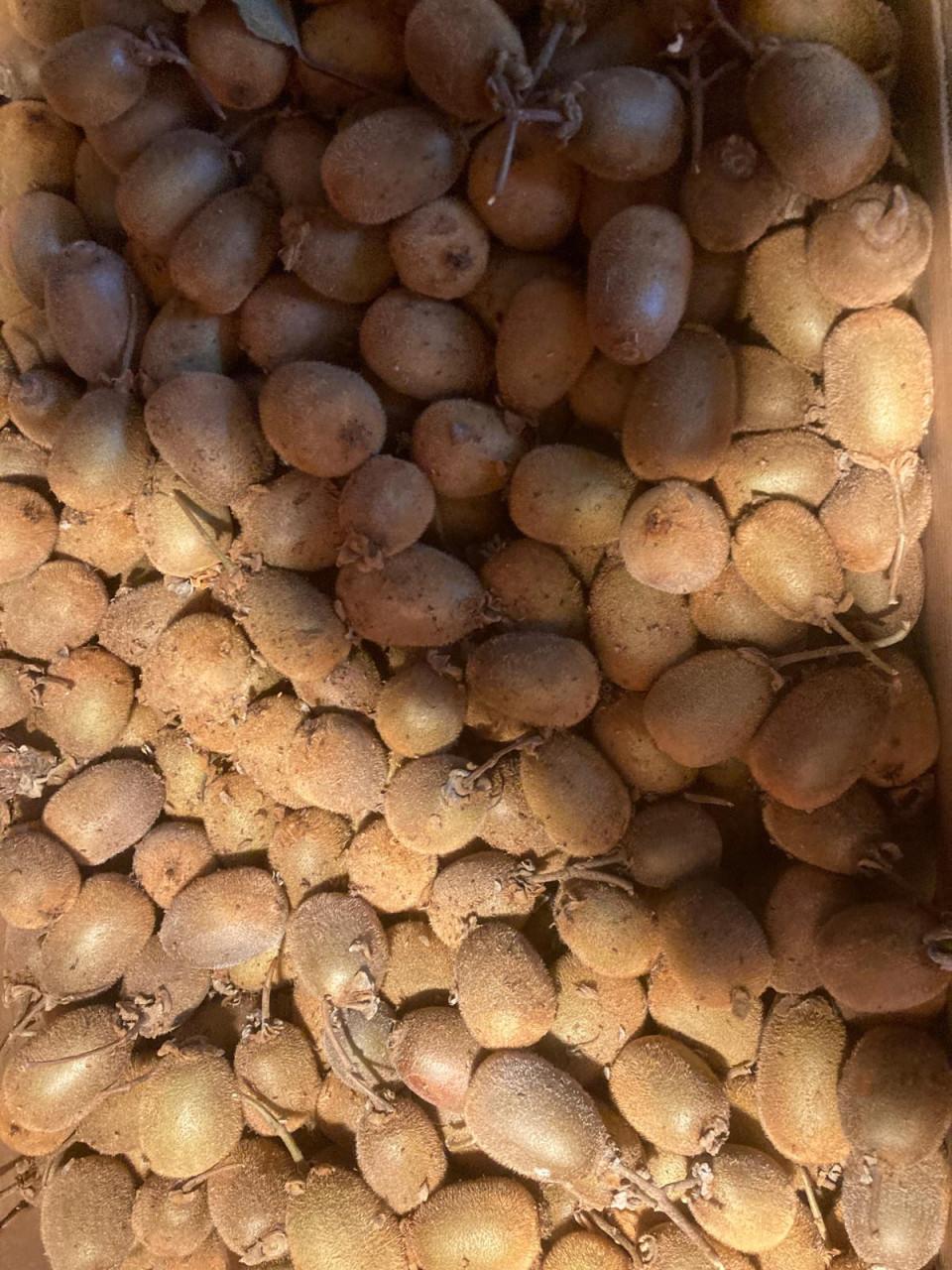 Zeeuwse Kiwi s  biologisch geteeld