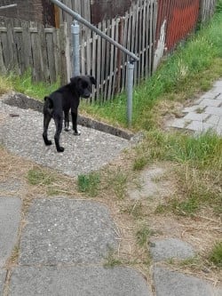 Klein hondje