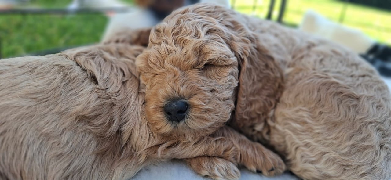 Lieve Australian Labradoodle pups zoeken hun gouden mandje!