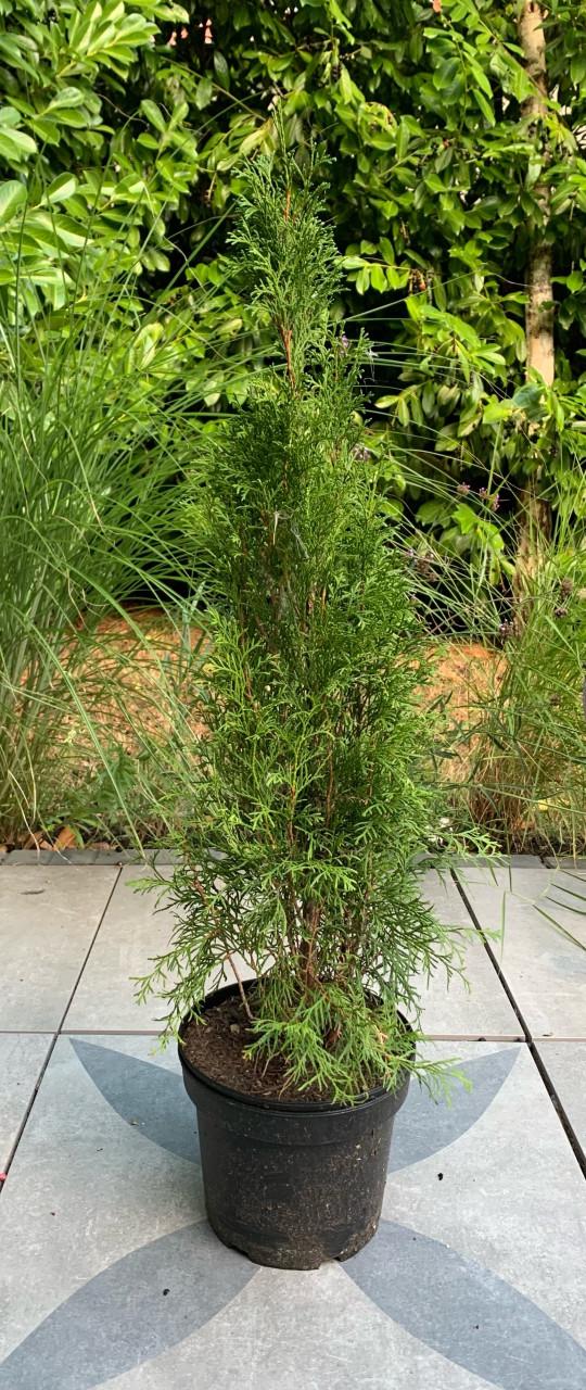 Thuja conifeer 1 meter hoog