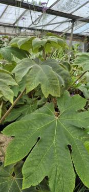Rijstpapierplant, Tetrapanax pap. Rex