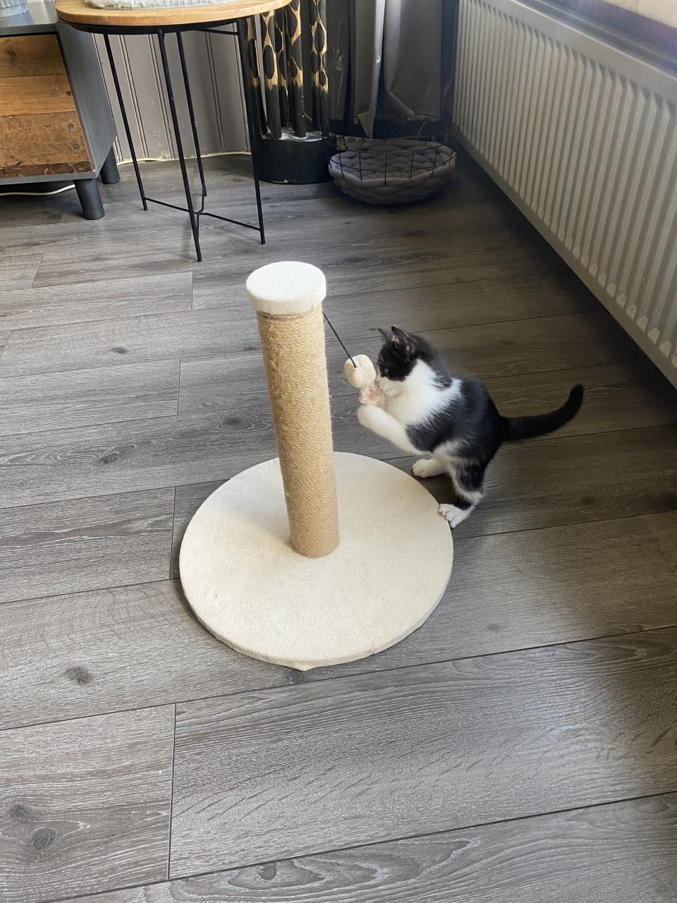 Kitten 12 weken oud