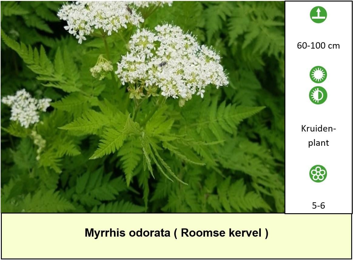 Gezonde, sterke en mooie planten in ons Plantenkraampje per stuk €1,25 !